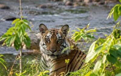 jim corbett