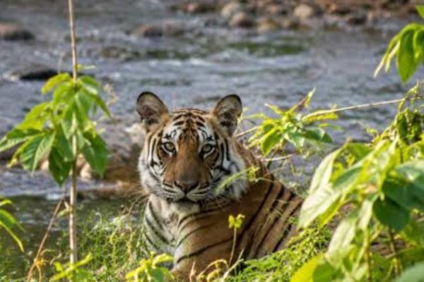 jim corbett