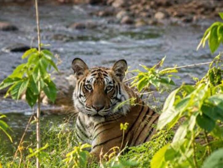 jim corbett