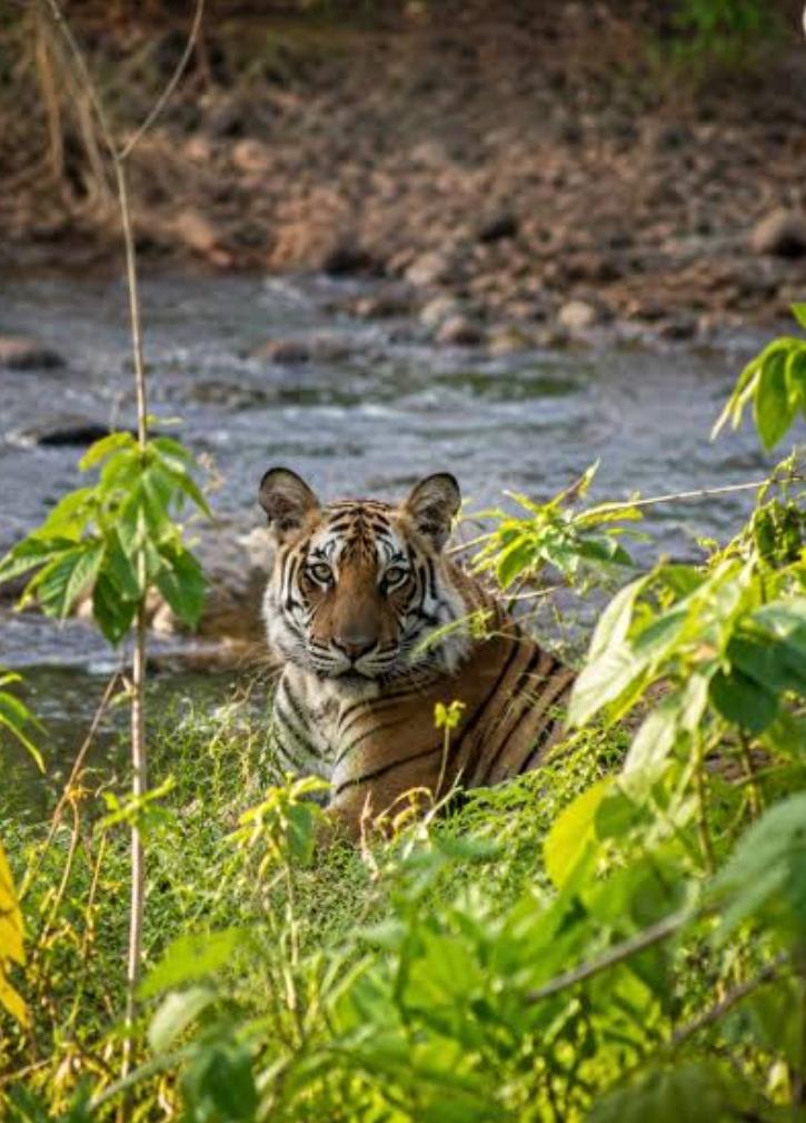 jim corbett