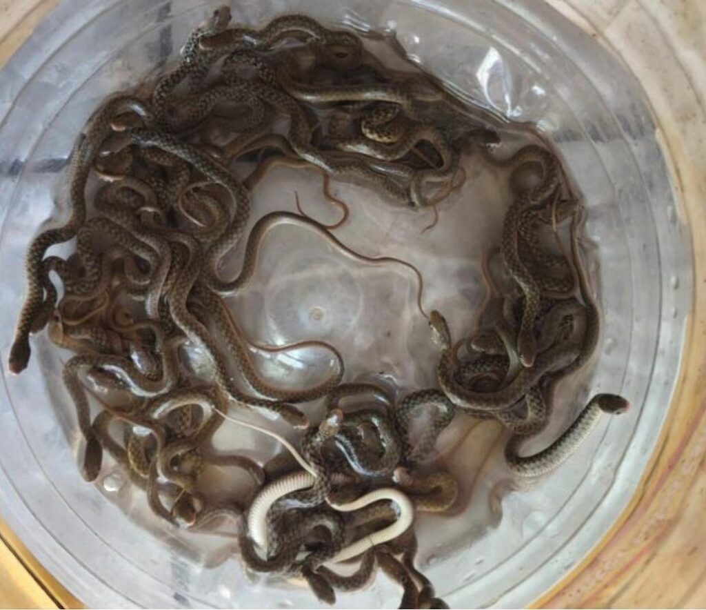 snakerescue