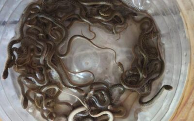 snakerescue