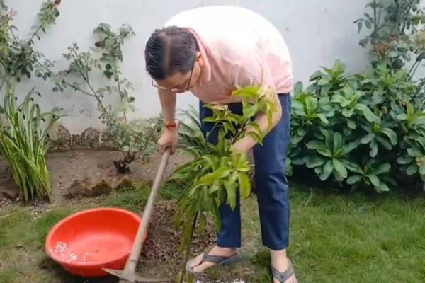 एक पेड़ मां के नाम