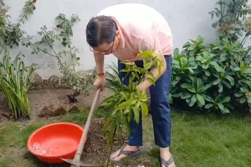 एक पेड़ मां के नाम
